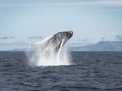 Tag 8: Die Halbinsel Snæfelsnes, Whale Watching Tour